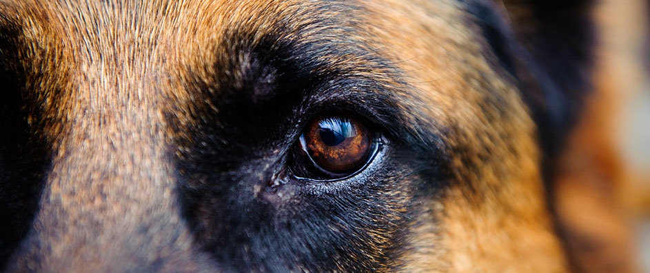 Do Animals Have Souls?