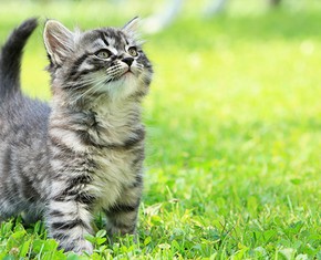 The Web: Puppies, Kittens and the Human Spirit