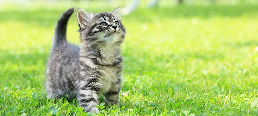 The Web: Puppies, Kittens and the Human Spirit