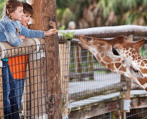 What Can People Learn from Animals?