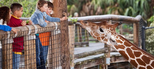 What Can People Learn from Animals?