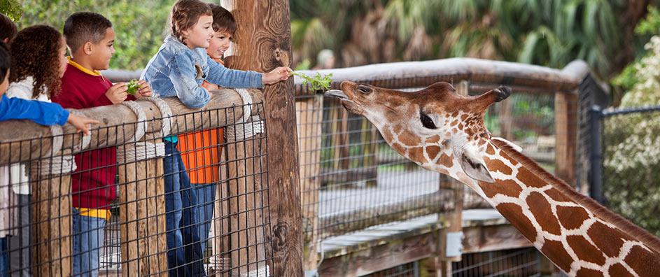 The children take to the zoo. Children are at the Zoo. My brother at the Zoo. A boy at the Zoo. Go to the Zoo fun gif.