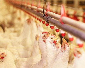 Is It Cruel to Eat Animals?
