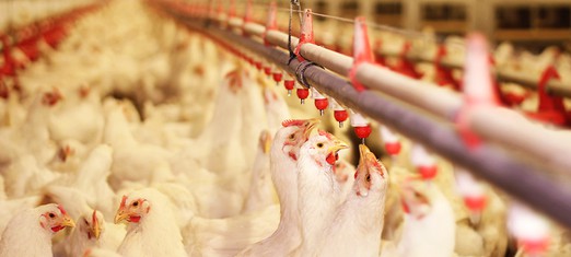 Is It Cruel to Eat Animals?