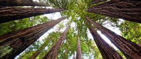 How Religion--and a Grove of Redwoods--Lives Forever