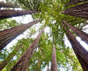 How Religion--and a Grove of Redwoods--Lives Forever