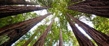 How Religion--and a Grove of Redwoods--Lives Forever