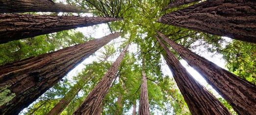 How Religion--and a Grove of Redwoods--Lives Forever
