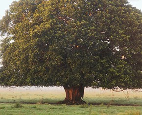 Our World’s Dream: A Sacred Tree