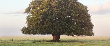 Our World’s Dream: A Sacred Tree