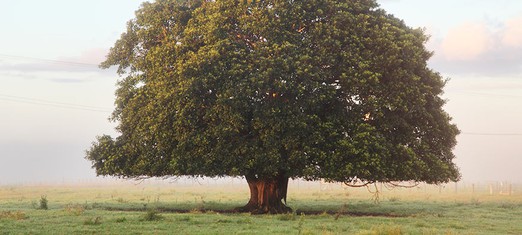 Our World’s Dream: A Sacred Tree