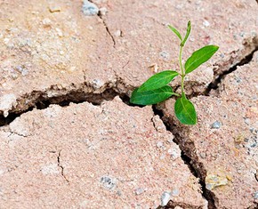 Finally! Some Good Climate Change News!