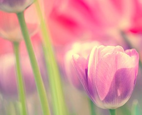 How Baha’is Celebrate the Ninth Day of Ridvan