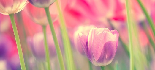 How Baha’is Celebrate the Ninth Day of Ridvan