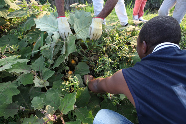 Volunteers work the land around the Temple site