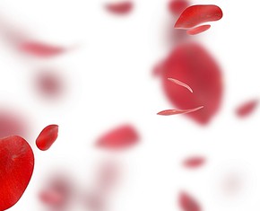 Rockets, Rose Petals and Tears—the Vibrations of Prayer