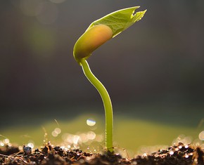 Justice: The Seed of Civilization