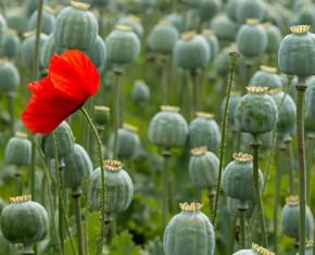 Opium: This Most Powerful of Plagues