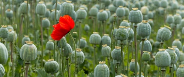 Opium: This Most Powerful of Plagues