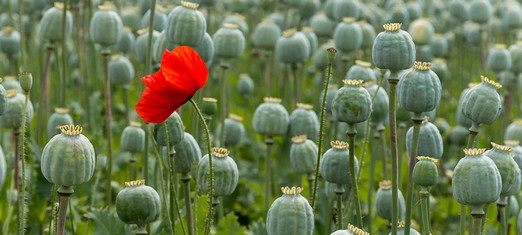 Opium: This Most Powerful of Plagues
