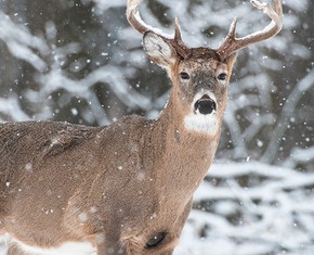 Hunting and Eating Animals—Another View