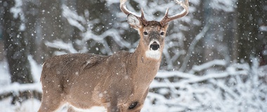 Hunting and Eating Animals—Another View