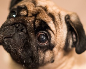 Do Animals Have a Soul or a Conscience?