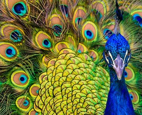 Ego, Narcissism and the Animal World