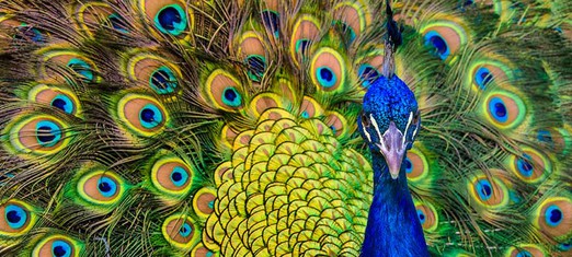 Ego, Narcissism and the Animal World