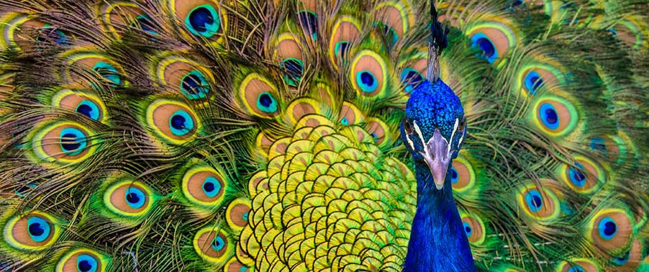 Ego, Narcissism and the Animal World