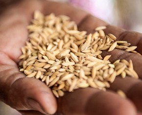 Feed the Poor, Divide What You Have