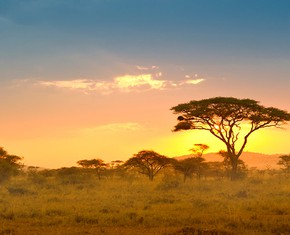 The Quest of Our Lifelong Safari