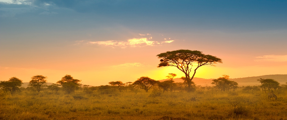 The Quest of Our Lifelong Safari