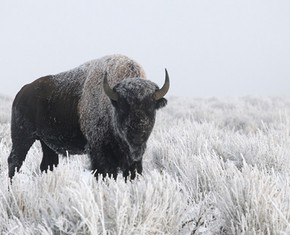 White Buffalo Maiden’s Sacred Songs