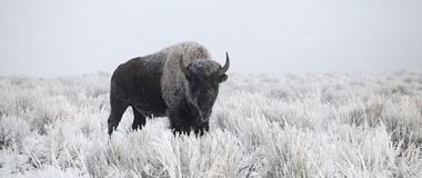 White Buffalo Maiden’s Sacred Songs