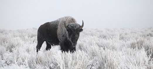 White Buffalo Maiden’s Sacred Songs