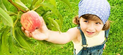 Eating the Ripe Fruit of Life