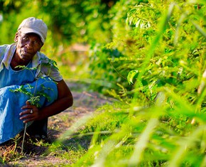 The Baha’i Economic System Starts with the Farmer