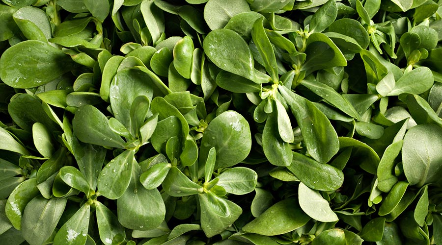 purslane