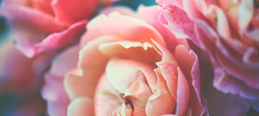 The Great Baha’i Festival of Paradise: Ridvan!