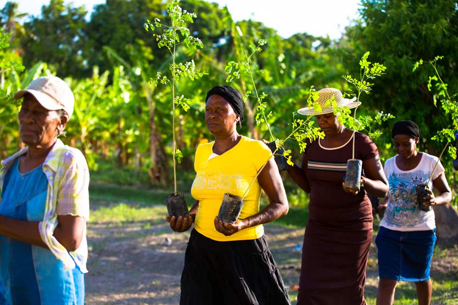 Haitian women planting trees.