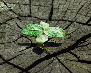 The Seed of Abraham: Sowing a New Religion