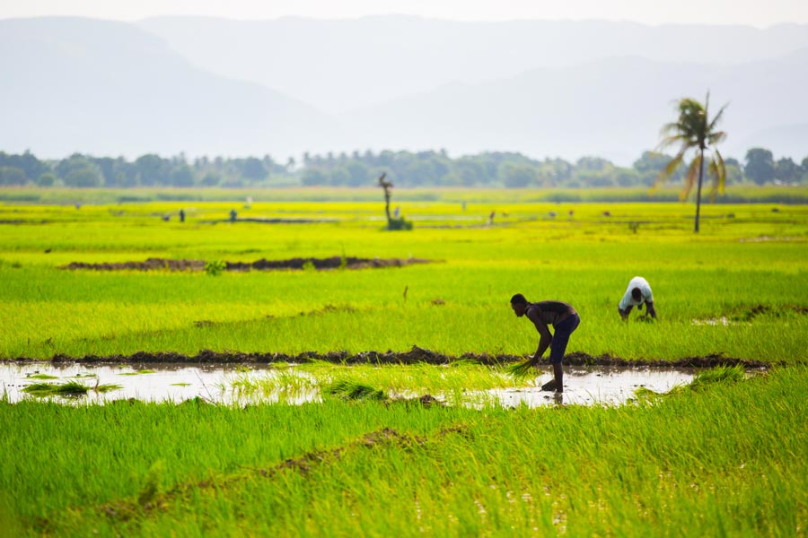 Small-Holders-Farmers-Alliance-Haiti