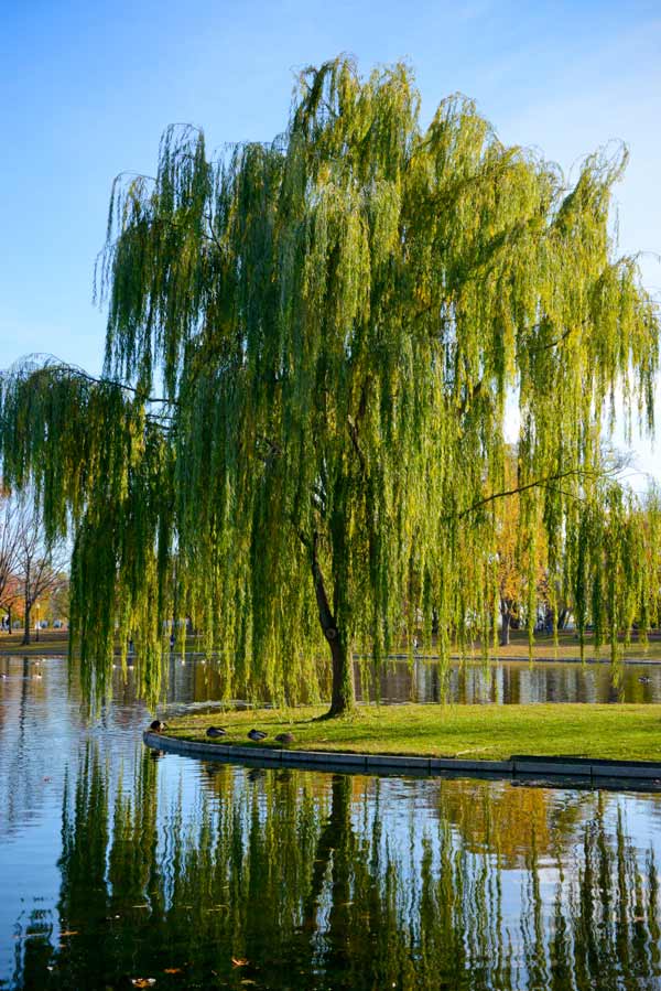 weeping-willow