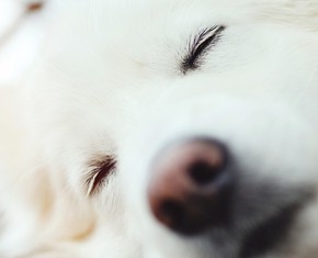 Animal Dreams, and What They Mean