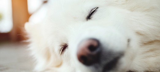 Animal Dreams, and What They Mean