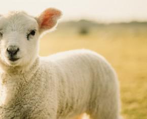 How Many Sacrificial Lambs?