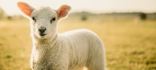How Many Sacrificial Lambs?