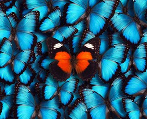 Individualism: A Blessing or a Curse?
