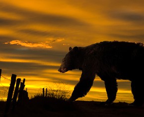 A Bear Attacks My House, and I Attack My Planet